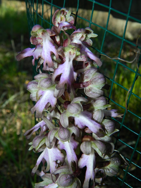Himantoglossum robertianum in Lunigiana (MS)